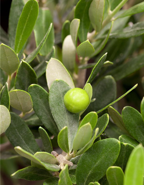 Olivenbaum Pom Pom