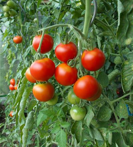 Tomatenpflanzen Gärtnerei 
