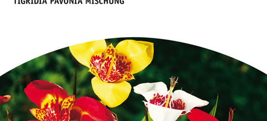 Tigridia pavonia Mischung x10