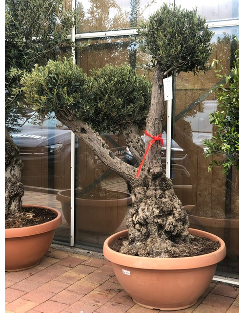 Olivenbaum Pom Pom