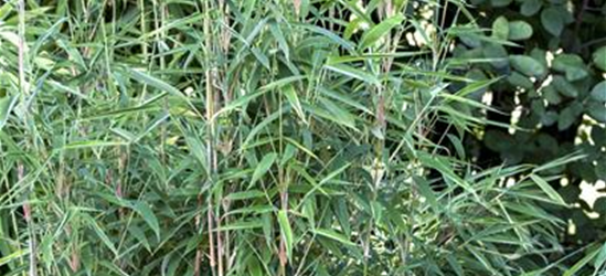 Fargesia murielae 'African Bamboo`