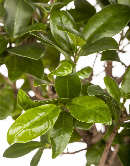 Ficus Ginseng