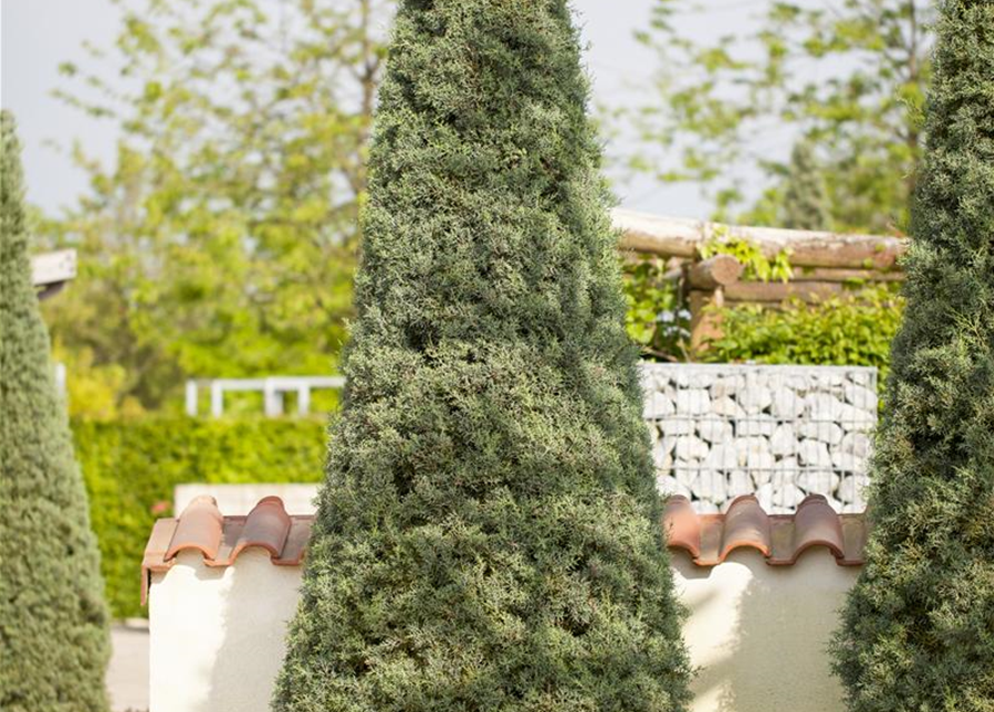 Cupressus arizonica 'Fastigiata', SäulenArizonaZypresse