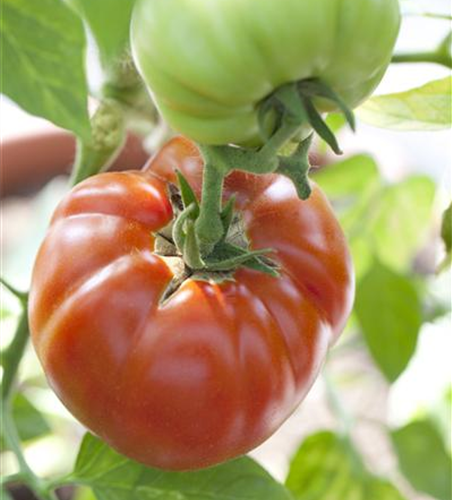 Sperli Saatgut Fleisch-Tomate Corazon F1 Ochsenherztomate