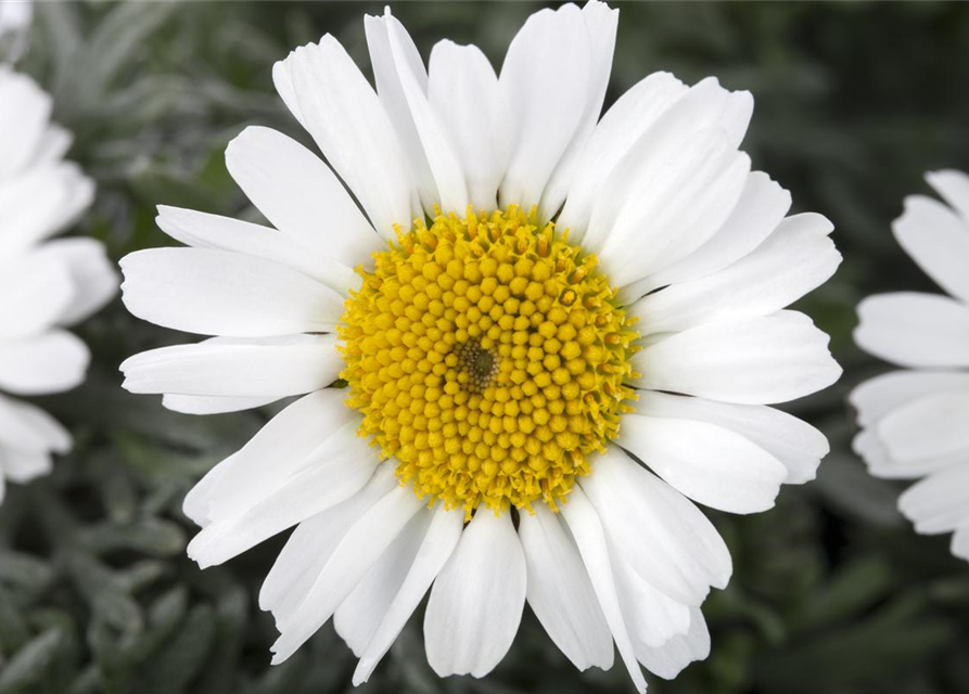 MAROKKO MARGERITE, Leucanthemum hosmariense, Margerite