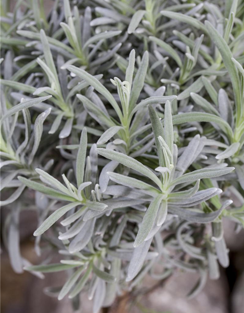 Lavendel Stämmchen, Echter Lavendel, Stamm