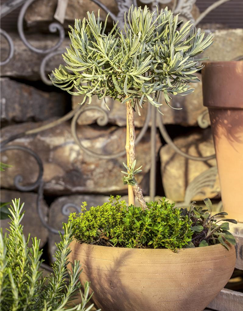 Lavendel Stämmchen, Echter Lavendel, Stamm