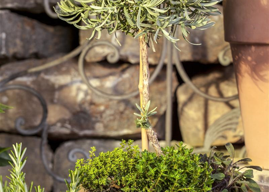 Lavendel Stämmchen, Echter Lavendel, Stamm