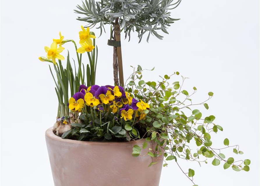 Lavendel Stämmchen, Echter Lavendel, Stamm