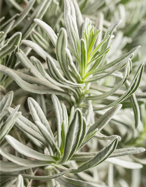 Lavendel Stämmchen, Echter Lavendel, Stamm
