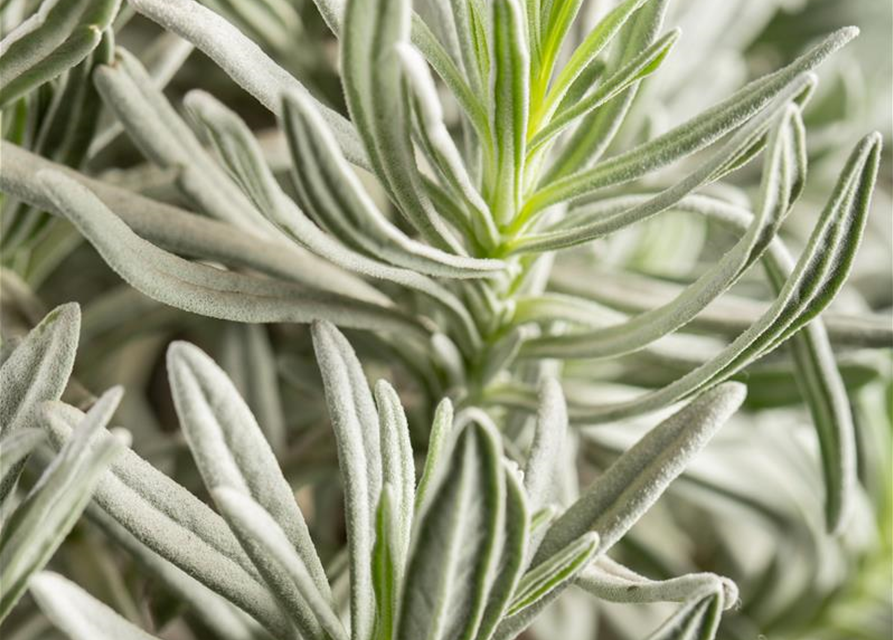 Lavendel Stämmchen, Echter Lavendel, Stamm
