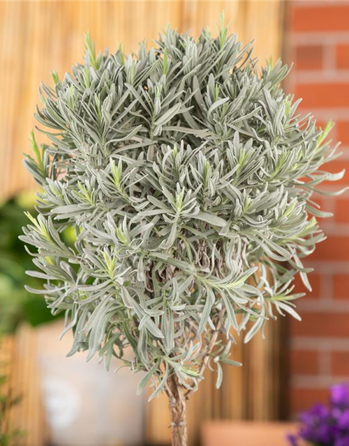 Lavendel Stämmchen, Echter Lavendel, Stamm