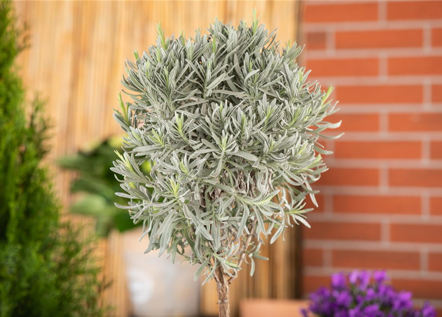 Lavendel Stämmchen, Echter Lavendel, Stamm