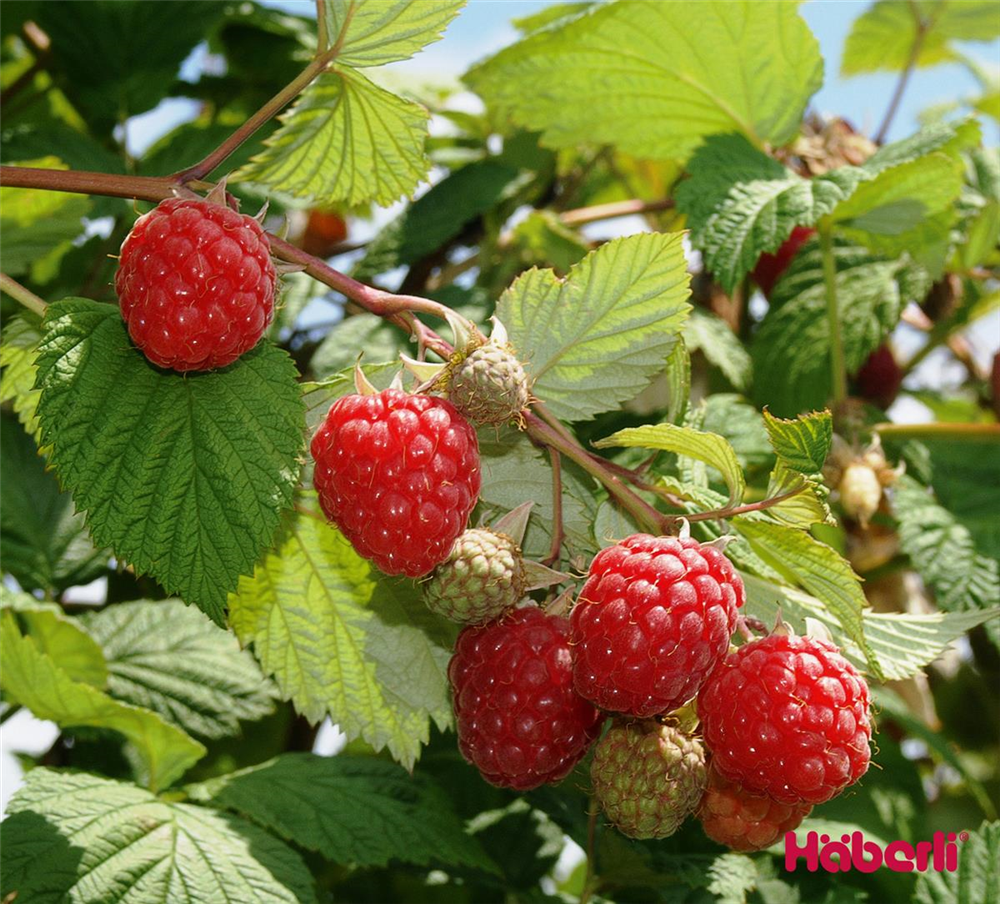 GLEN AMPLE – Gartencenter Topf, Häberli Sommerhimbeere – C stachellos Streb Rubus Liter 1.25 virusfrei 