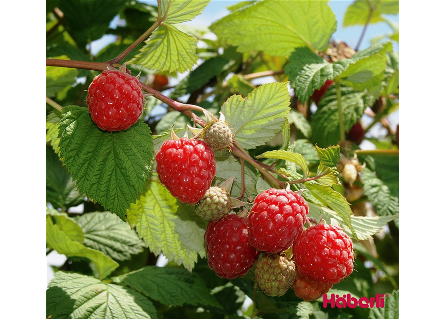 GLEN AMPLE Rubus C 1.25 Liter Topf, Häberli Sommerhimbeere – stachellos –  virusfrei - Gartencenter Streb