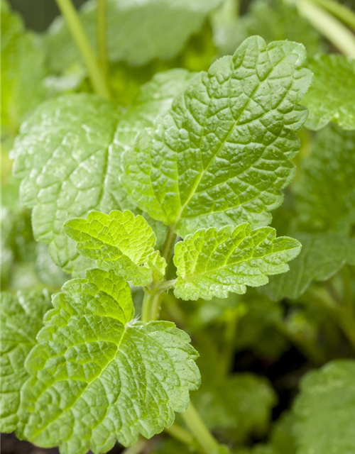 BLU aromatische Erdbeer Minze , MENTHA SPECIES