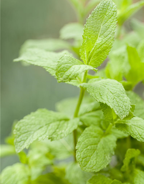 BLU aromatische Erdbeer Minze , MENTHA SPECIES