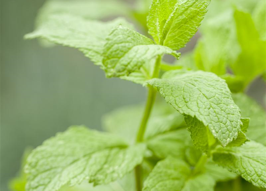 BLU aromatische Erdbeer Minze , MENTHA SPECIES