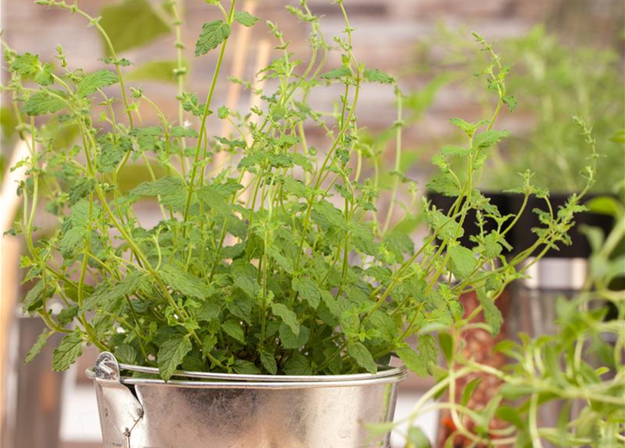 BLU aromatische Erdbeer Minze , MENTHA SPECIES