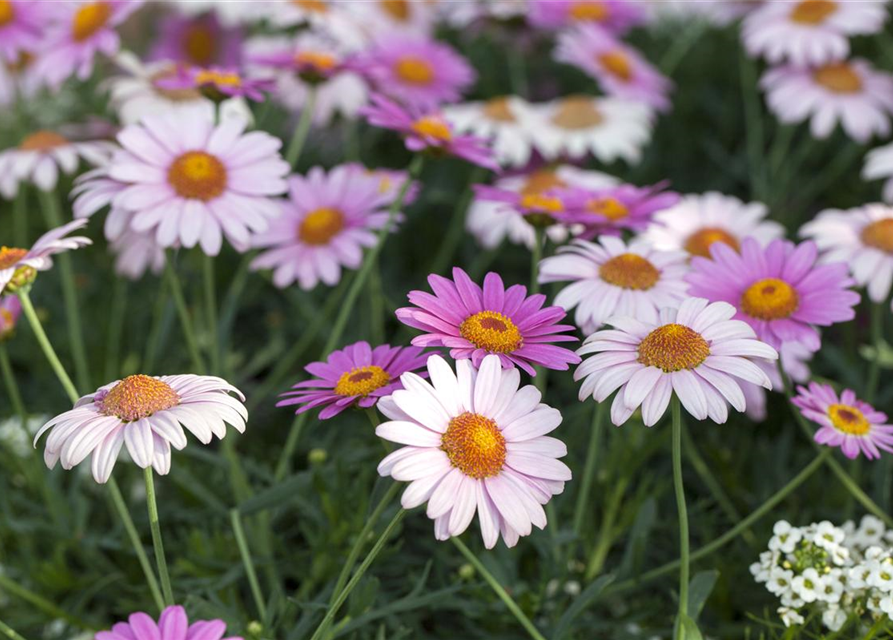 Margeriten Busch bunt, Argyranthemum frutescens