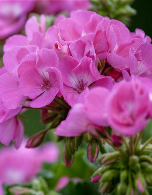 Geranie stehend, Pelargonium zonale Gartencenter Streb