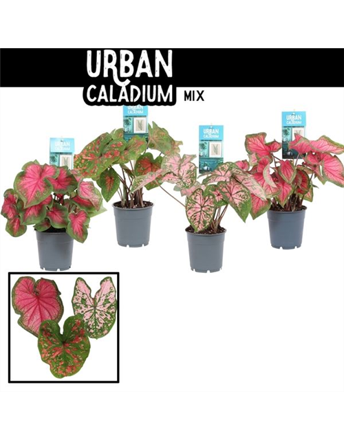 Caladium , Kaladie