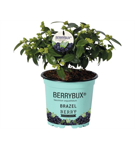 Heidelbeere, Blaubeeren Vaccinium BrazelBerry ® 'Berry Bux'