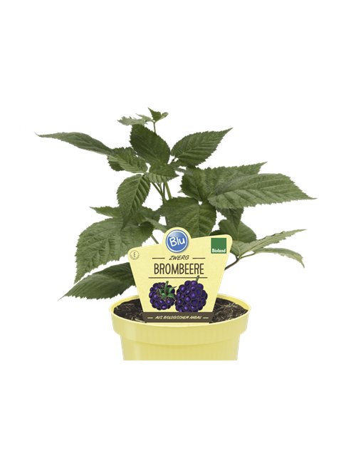 BLU Zwerg Brombeere Little Black Prince, Herbstbrombeere Lowberry