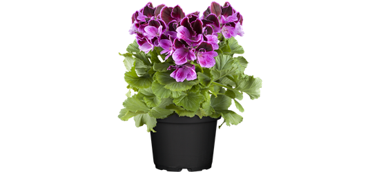 Geranie stehend, ZonalPelargonie