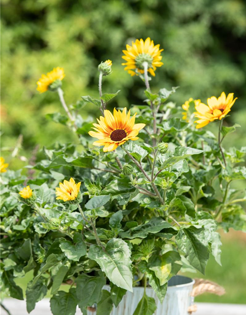 BalkonSonnenblume 'SunBelievable®', Helianthus,SUNbelievable