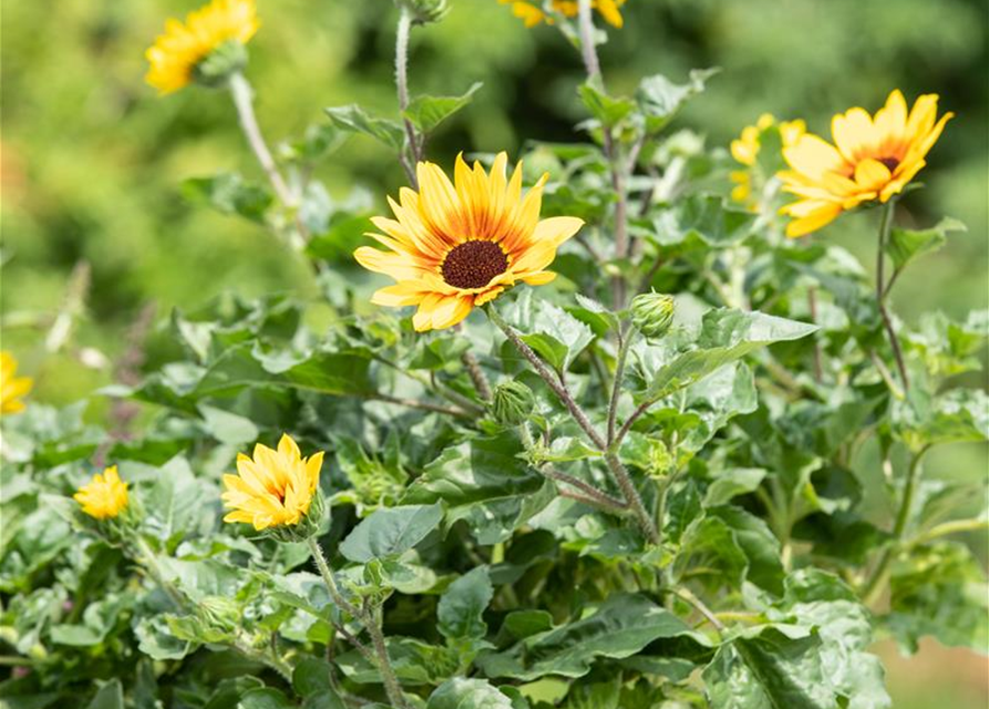 BalkonSonnenblume 'SunBelievable®', Helianthus,SUNbelievable