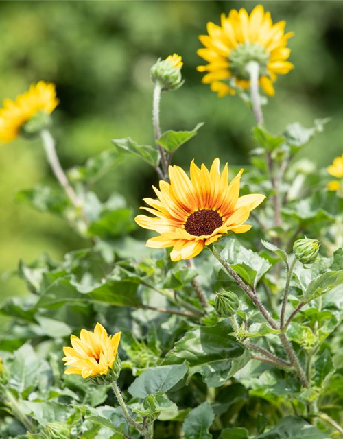 BalkonSonnenblume 'SunBelievable®', Helianthus,SUNbelievable