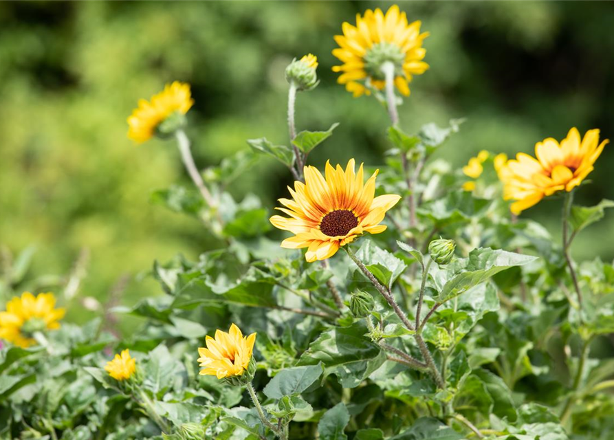 BalkonSonnenblume 'SunBelievable®', Helianthus,SUNbelievable
