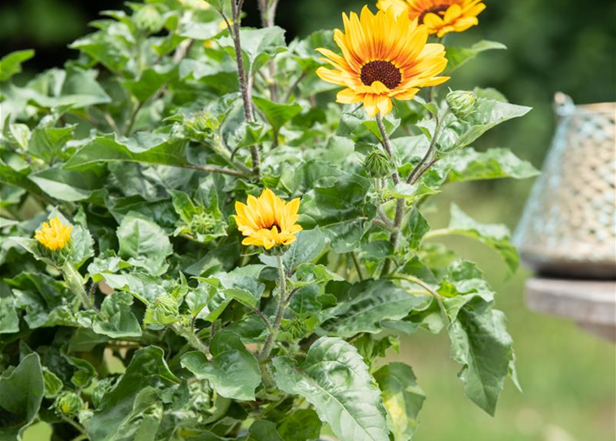 BalkonSonnenblume 'SunBelievable®', Helianthus,SUNbelievable