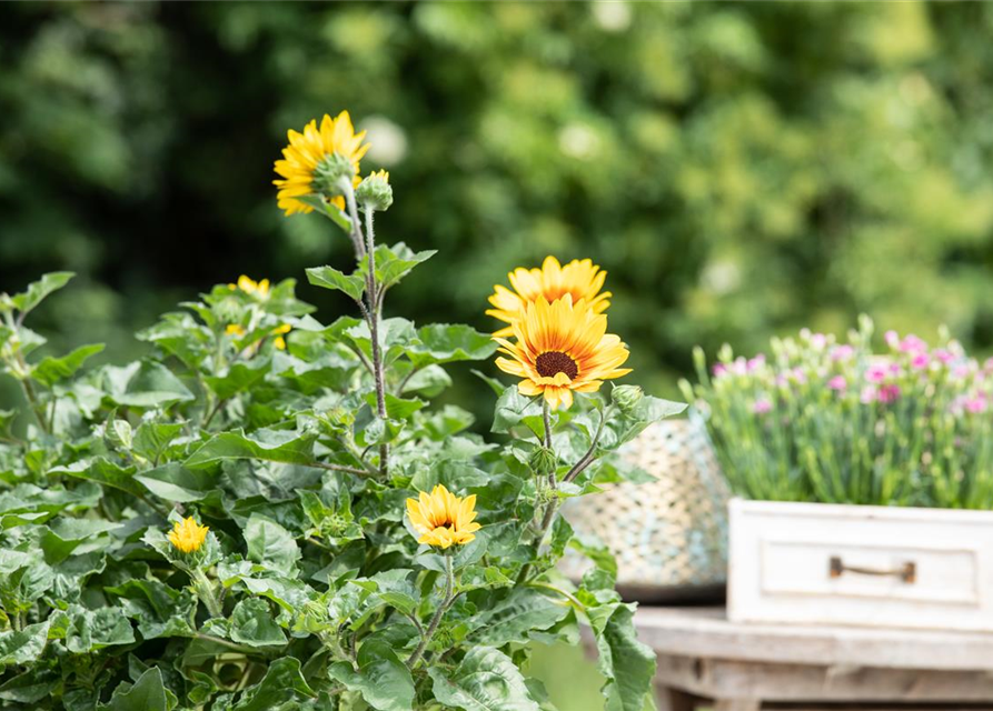 BalkonSonnenblume 'SunBelievable®', Helianthus,SUNbelievable