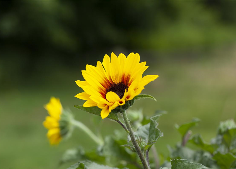 BalkonSonnenblume 'SunBelievable®', Helianthus,SUNbelievable