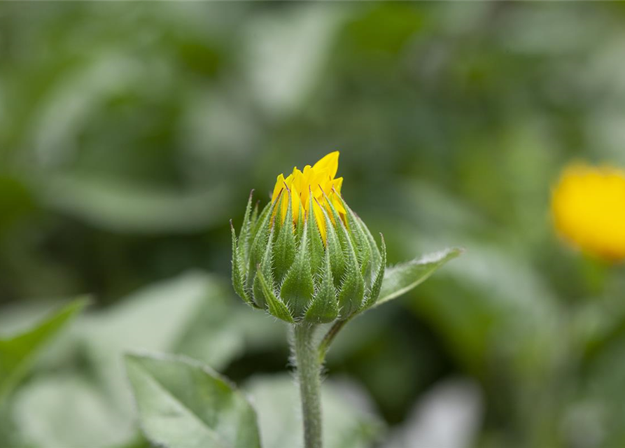 BalkonSonnenblume 'SunBelievable®', Helianthus,SUNbelievable