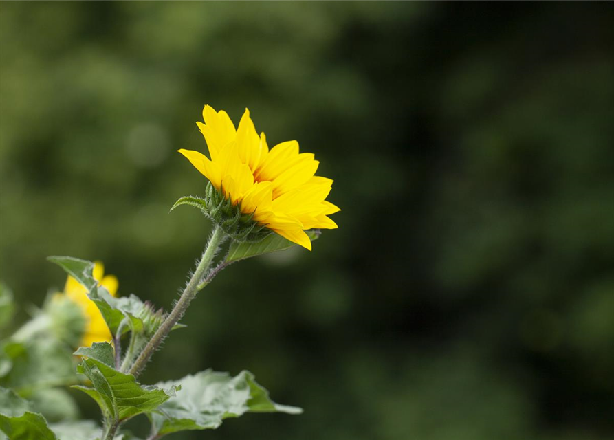 BalkonSonnenblume 'SunBelievable®', Helianthus,SUNbelievable