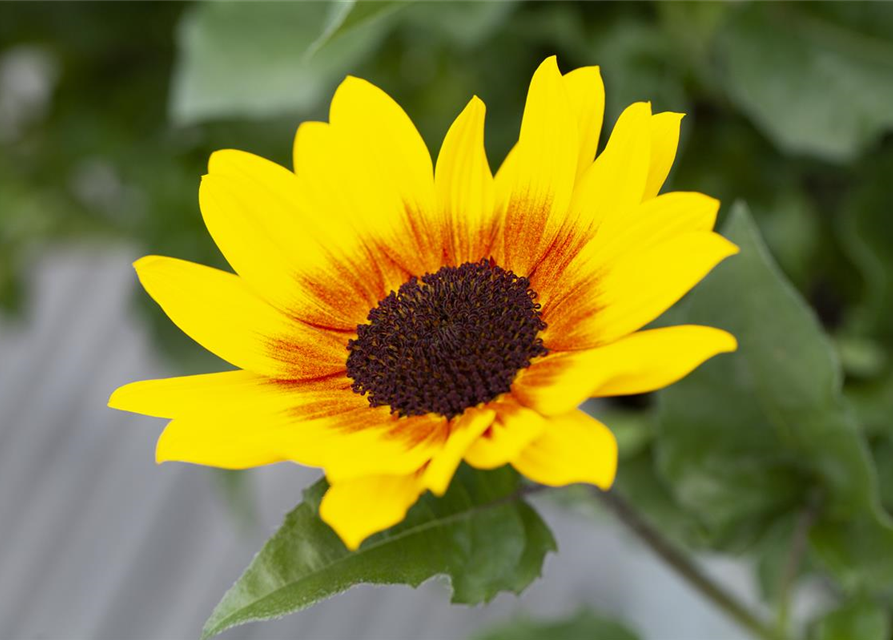 BalkonSonnenblume 'SunBelievable®', Helianthus,SUNbelievable