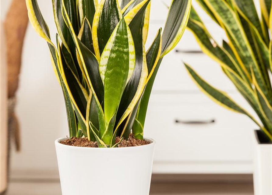 Bogenhanf, Sansevieria cylindrica 'Rocket'