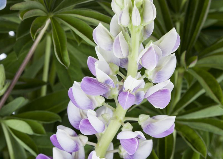 Lupinus Polyphyllus Mix Saatgut, GartenLupine 'Prachtmischung