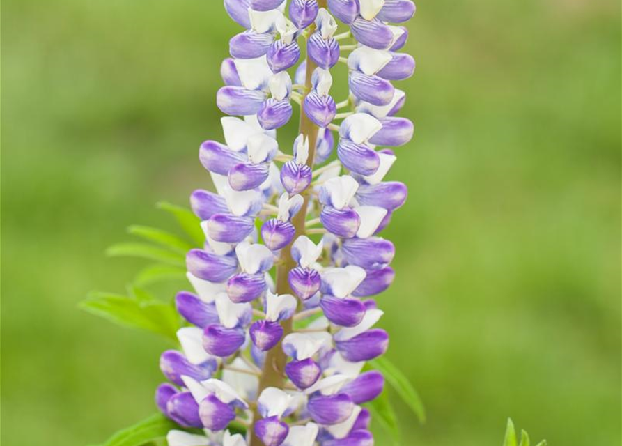 Lupinus Polyphyllus Mix Saatgut, GartenLupine 'Prachtmischung