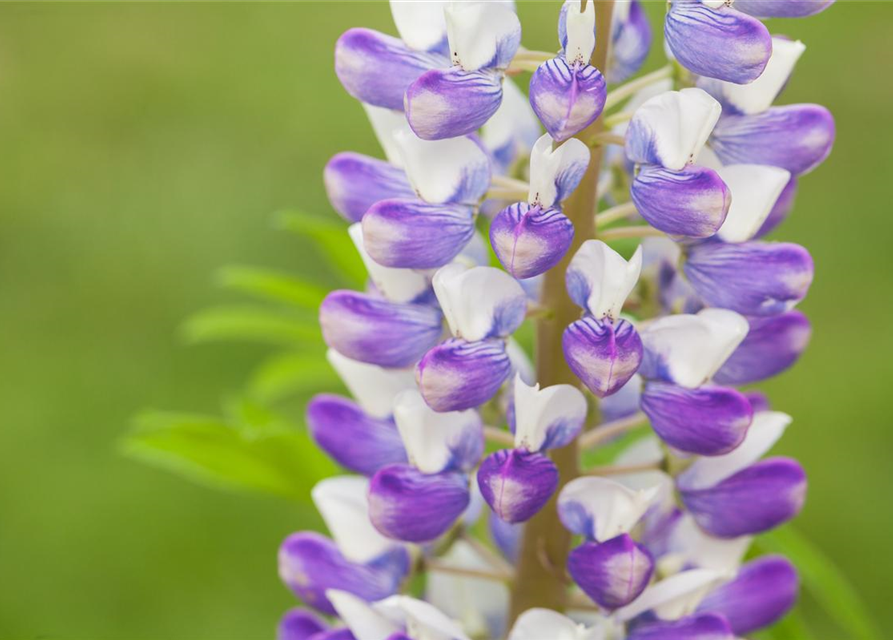 Lupinus Polyphyllus Mix Saatgut, GartenLupine 'Prachtmischung