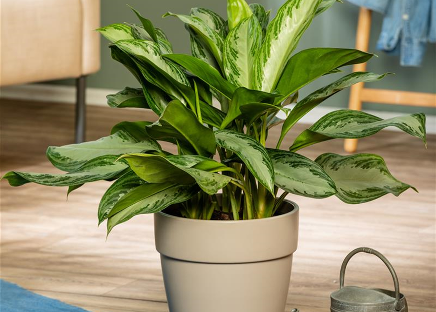 Kolbenfaden 'Silver Bay', Aglaonema silver bay