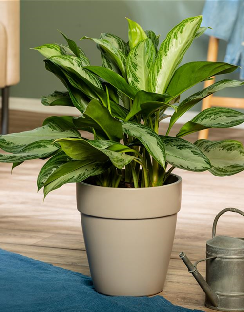 Kolbenfaden 'Silver Bay', Aglaonema silver bay