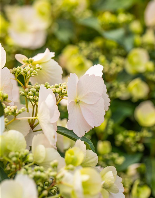 GirlandenHortensie 'Runaway Bride'®, "Hydrangea Hybrid ""Runaway Bride