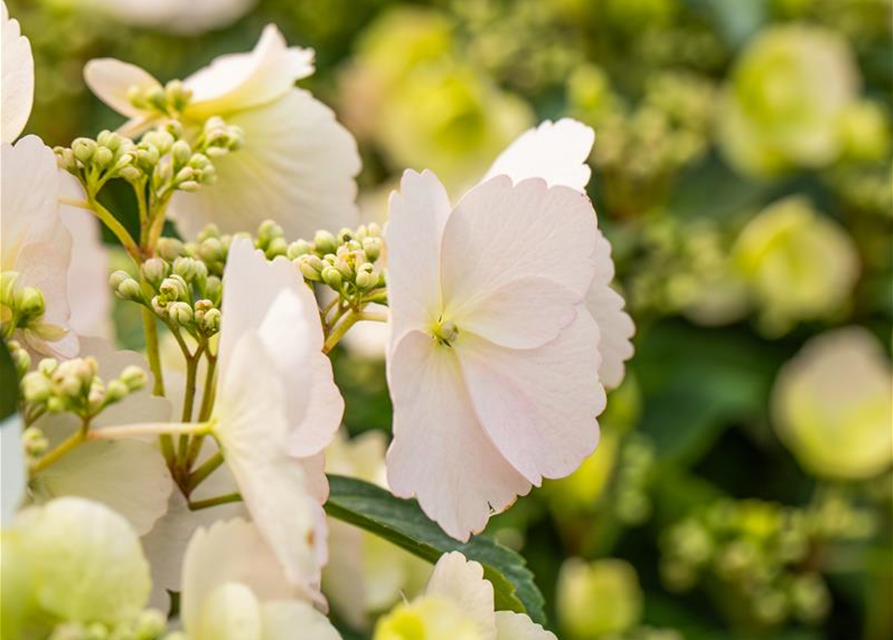 Hortensie Verblühte Blüten Abschneiden Girlanden-Hortensie 'Runaway Bride'®, "Hydrangea Hybrid ""Runaway Bride