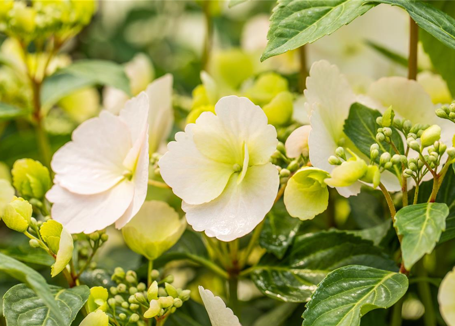 Hortensie Verblühte Blüten Abschneiden Girlanden-Hortensie 'Runaway Bride'®, "Hydrangea Hybrid ""Runaway Bride