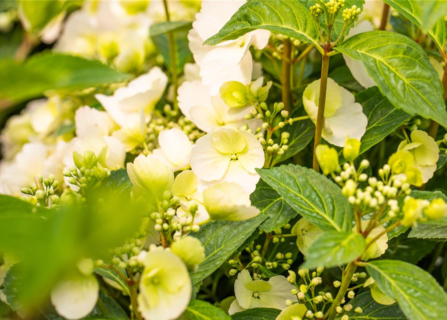 Hortensie Verblühte Blüten Abschneiden Girlanden-Hortensie 'Runaway Bride'®, "Hydrangea Hybrid ""Runaway Bride