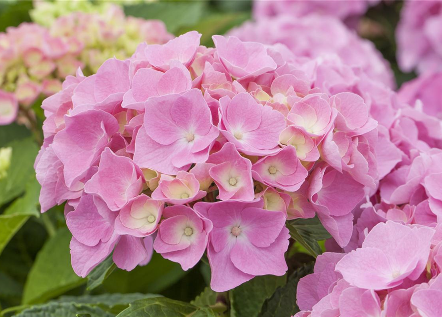 HortensienHecke Forever & Ever® Hortbux®, Bauernhortensie 'Forever